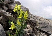 45 Linaria bergamasca (Linaria tonzigii) nei macereti del Mandrone